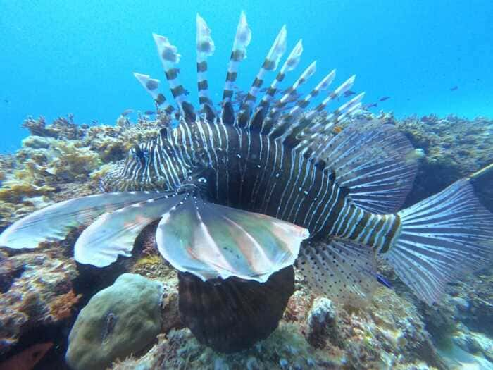 Plongée sous marine ile maurice