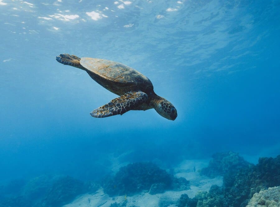 Nage avec tortue à Grand Baie